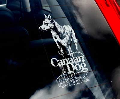 Canaan dog bildekal - on board