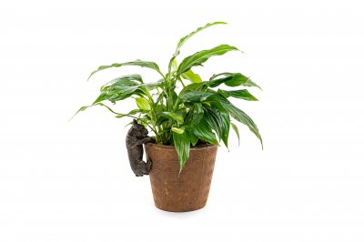 Fransk bulldogg Pot Buddy 1-pack