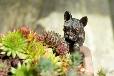 Fransk bulldogg Pot Buddy 1-pack