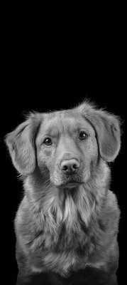 FÖRBESTÄLL! Nova scotia duck tolling retriever handduk 100% bomull