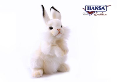 Hansa white rabbit 3313