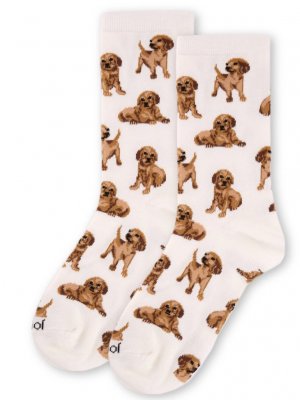 Golden retriever valpar strumpor IC 2