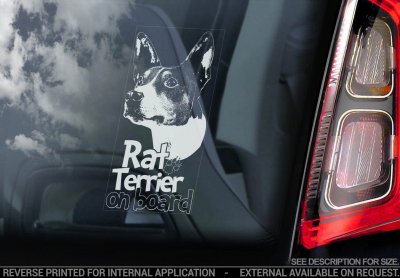 Rat terrier bildekal
