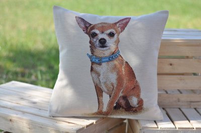 Chihuahua kudde