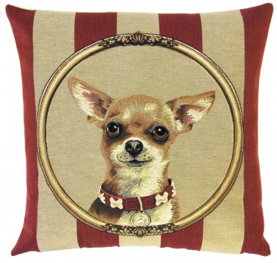 Chihuahua kudde