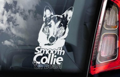 Korthårig collie bildekal