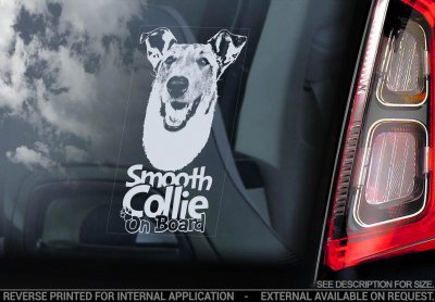Korthårig collie bildekal