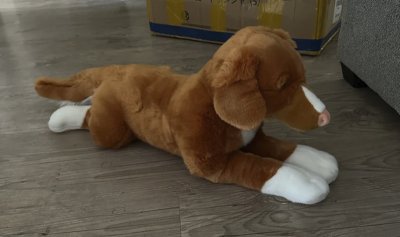 Nova scotia duck tolling retriever mjukisdjur 55 cm Juno Prime Shiba