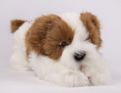 Shih tzu mjukisdjur 47 cm 8677 Hansa