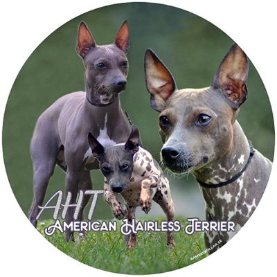 American hairless terrier