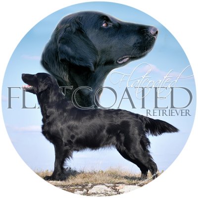 Flatcoated retriever bildekal