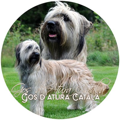 Gos d'atura catalá bildekal