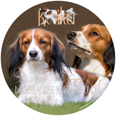 Kooikerhondje bildekal