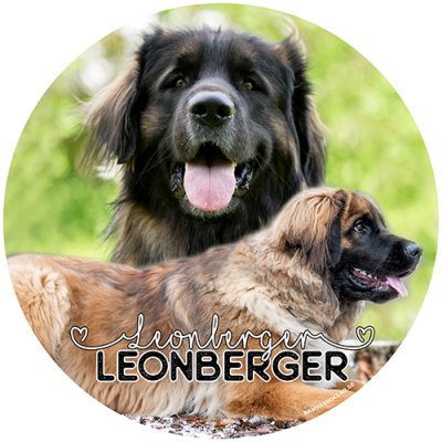 Leonberger bildekal