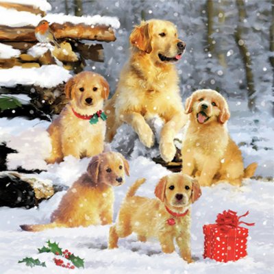 Servetter Golden retriever puppies Kaffe Edelweiss