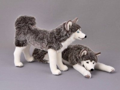 Siberian husky mjukisdjur Kösen
