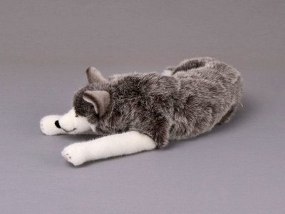 Siberian husky mjukisdjur Kösen