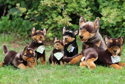 Australian kelpie mjukisdjur Gismo Bocchetta