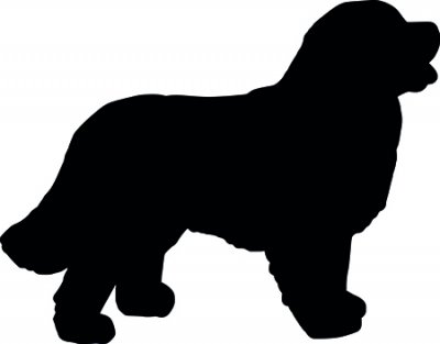 Berner sennnenhund kavel
