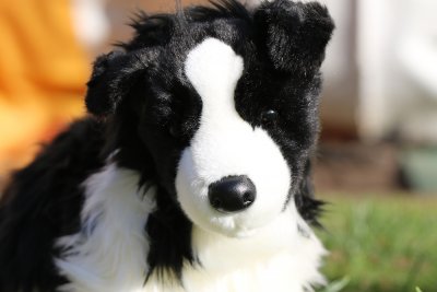 FÖRBESTÄLL! Border collie mjukisdjur Chase Douglas