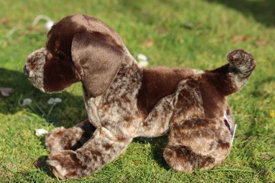 Korthårig vorsteh mjukisdjur Wolfgang Douglas