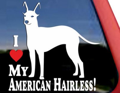 American hairless terrier bildekal