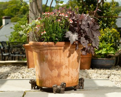 Shih tzu krukfötter 3-pack