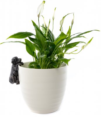 Labrador retriever Pot Buddy 1-pack