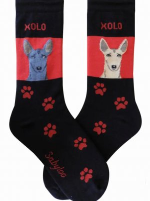 Xoloitzcuintle strumpor olika storlekar Sam