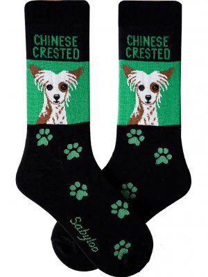 Chinese crested dog strumpor olika storlekar Sam