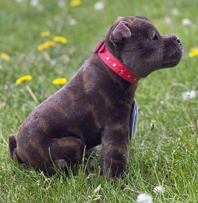 Staffordshire bullterrier mjukisdjur Scooter Bocchetta u