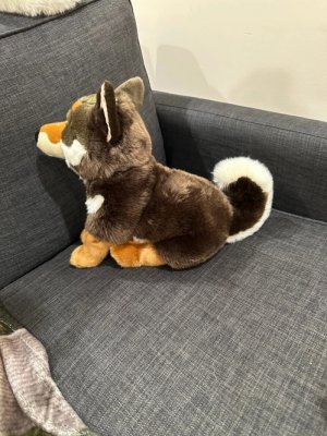 Shikoku mjukisdjur 38 cm Haku Prime Shiba