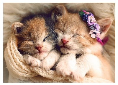 Sleeping kittens pussel 500 bitar